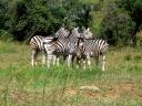 12-april-2010-game-drive-umfolozi-zebras-resting-on-each-other-6.JPG