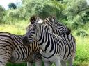 12-april-2010-game-drive-umfolozi-zebras-resting-on-each-other-7.JPG