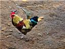 03-may-2010-reptile-city-colorful-rooster.JPG