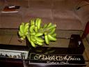 15-may-2010-our-bunch-of-bananas-from-mickelsens.JPG