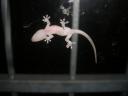 18-may-2010-small-gecko-1.JPG