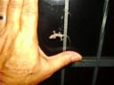 18-may-2010-small-gecko-with-my-hand.JPG