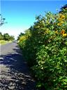 18-may-2010-tall-yellow-flowers-on-road-to-pd-2.JPG