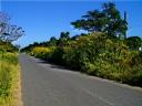 18-may-2010-tall-yellow-flowers-on-road-to-pd.JPG