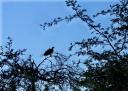 24-may-2010-vulture-in-tree.JPG