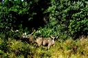 01-june-2010-female-kudu-staring-at-me.JPG