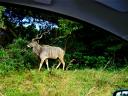 01-june-2010-good-picture-kudu-buck.JPG