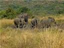 08-june-2010-game-drive-4-elephants-put-your-left-foot.jpg