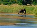 08-june-2010-game-drive-elephant-by-river.JPG