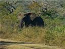 08-june-2010-game-drive-elephant-in-bush.JPG