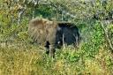 08-june-2010-game-drive-elephant-looking-right-at-us-ears-flared-cropped.jpg