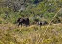 08-june-2010-game-drive-elephant-mother-and-child-cropped.jpg