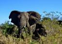 08-june-2010-game-drive-elephant-with-young-one-looking-us-in-the-eye.jpg