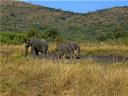08-june-2010-game-drive-elephants-at-mudhole-bookends.JPG