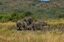 08-june-2010-game-drive-elephants-at-mudhole-how-many-elephants-can-you-get-in-one-mud-hole.JPG