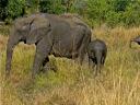 08-june-2010-game-drive-elephants-at-mudhole-with-small-one-2.JPG