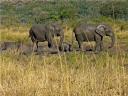 08-june-2010-game-drive-elephants-at-mudhole-with-very-small-one.JPG