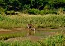 08-june-2010-game-drive-giraffe-drinking-cropped-adj.jpg