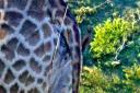 08-june-2010-giraffes-bird-on-butt-close-up.jpg