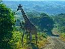 08-june-2010-giraffes-crossing-road.JPG