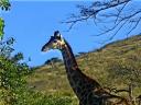 08-june-2010-giraffes-head-and-neck-good-color.JPG