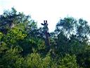 08-june-2010-giraffes-looking-at-us-from-bush-head-shot.JPG