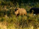 08-june-2010-rhinos-big-brown-one-distant.JPG