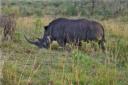 08-june-2010-rhinos-big-horned-one-cropped.jpg