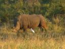 08-june-2010-rhinos-big-one-with-bird.JPG