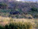 08-june-2010-rhinos-group-shot-distant.JPG