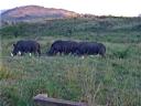 08-june-2010-rhinos-three-with-birds.JPG