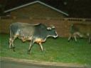 10-may-2010-cows-on-front-lawn.JPG