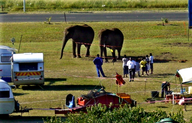 29-june-2010-waaiting-pictures-elephants-cropped.jpg