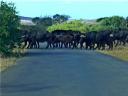02-july-game-drive-cape-buffalo-crossing-road.JPG