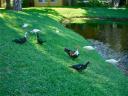 24-may-2012-ducks-and-egrets-2.jpg