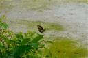 june-1-2012-striped-butterfly-flying.jpg