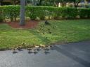 july-2012-lots-of-little-ducks-2.jpeg