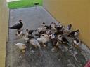 2012-aug-lots-of-ducks.jpg