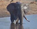 aug-2012-big-wet-elephant.jpg