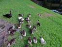 august-2012-mom-ducklings-intruder.jpg