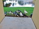 oct-2012-ducks-getting-big.jpg
