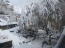 10-nov-2012-snow-in-yard-1.jpg