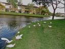23-oct-12-flock-of-egrets.jpg