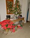 christmas-2012-florida-tree-packages-flash.jpg