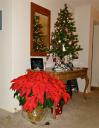 dec-2012-tree-poinsettia.jpg