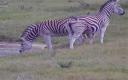dec-2012-zebras.jpg