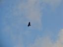 13jan13-circling-bird.jpg