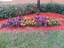 15jan13-ll-flower-bed.jpg