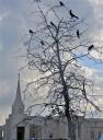 8jan13-crows-in-the-tree-temple.jpg