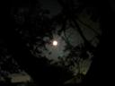 dec-2012-moon-through-trees.jpg